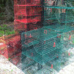 PVC Coated Wire Mesh used as crab traps